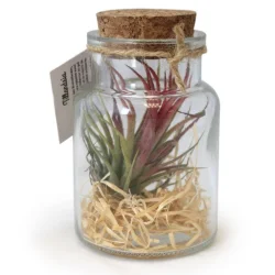 Photo de Tillandsia de bureau (Petit modèle)