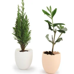 Photo de Pot en forme d’œuf pour mini plant d’arbre