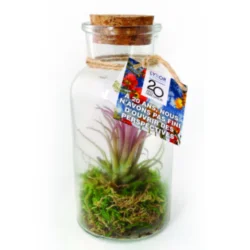 Photo de Tillandsia de bureau (Grand modèle)