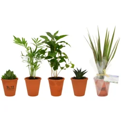 Photo de Plante en pot terre cuite