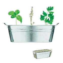 Photo de Herbes aromatiques