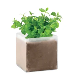 Photo de Pot avec graines de menthe
