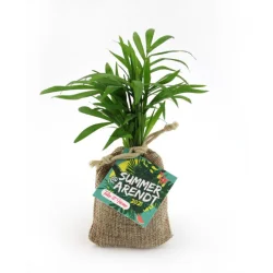 Photo de Mini plant d'arbre