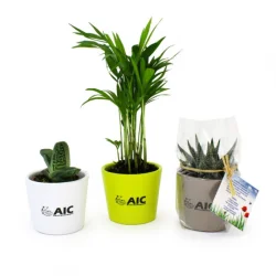 Photo de Pot en céramique mini plante dépolluante