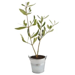 Photo de Mini Arbre dans pot en zinc