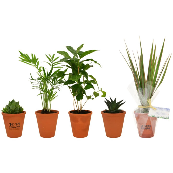 Plante en pot terre cuite