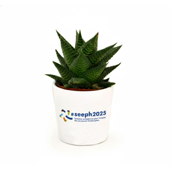 Pot en céramique mini plante dépolluante